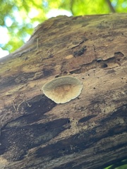 Stereum subtomentosum