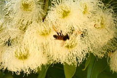 Corymbia calophylla