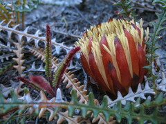 Banksia obtusa