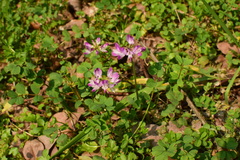 Astragalus sinicus