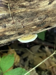 Stereum subtomentosum