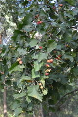 Crataegus submollis