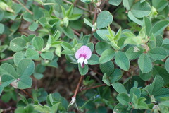 Kummerowia stipulacea