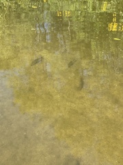 Catostomus commersonii