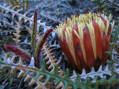 Banksia obtusa