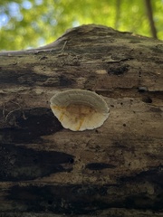 Stereum subtomentosum