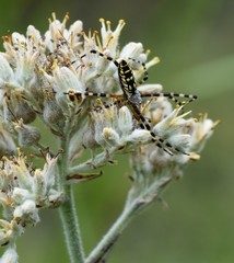 Argiope aurantia image