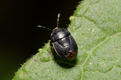 Legnotus limbosus
