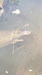 Apalone ferox