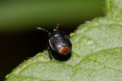 Legnotus limbosus