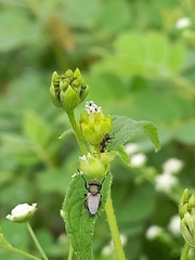 Physiphora