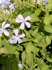 Plumbago auriculata