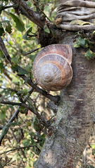 Helix lucorum