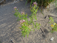 Polanisia dodecandra dodecandra