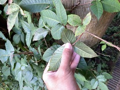 Toxicodendron orientale