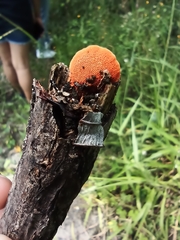 Favolaschia claudopus