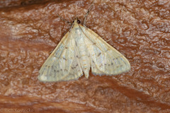 Polygrammodes oxydalis
