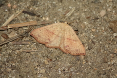 Cyclophora punctaria