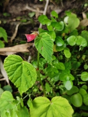 Begonia grandis sinensis