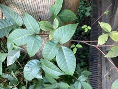 Toxicodendron orientale