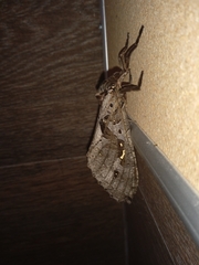 Phassus zapalinamensis