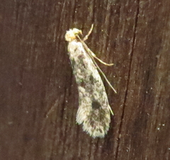 Amydria effrenatella