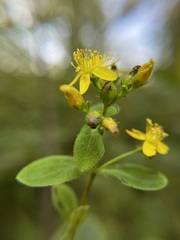 Hypericum punctatum