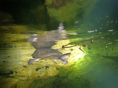 Kinosternon creaseri