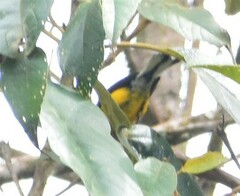 Myioborus ornatus