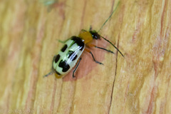 Paranapiacaba tricincta