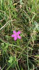 Geranium palustre