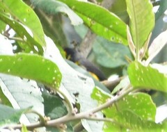 Myioborus ornatus