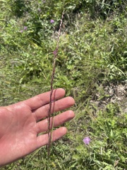 Sporobolus compositus