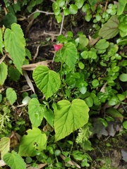 Begonia grandis sinensis