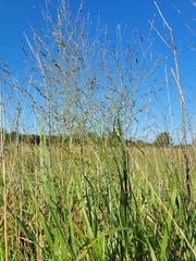 Panicum virgatum