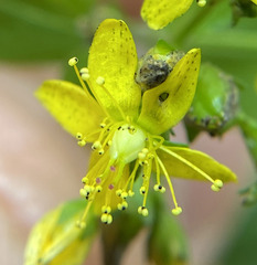 Hypericum punctatum