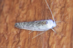 Antaeotricha