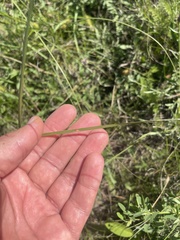 Sporobolus compositus