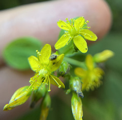 Hypericum punctatum