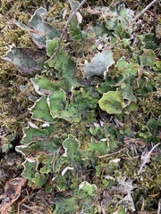 Peltigera aphthosa