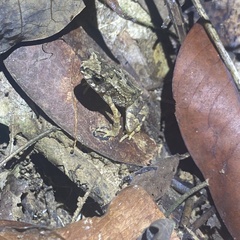 Ingerophrynus parvus