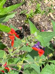 Xylocopa