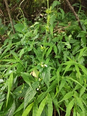 Justicia quadrifaria