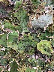 Peltigera aphthosa