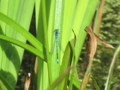 Coenagrion
