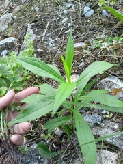 Solidago canadensis