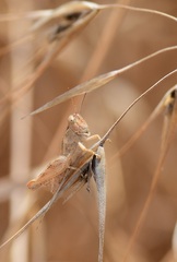 Melanoplinae