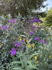 Vernonia noveboracensis