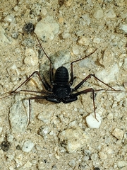 Paraphrynus carolynae