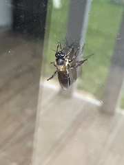 Apis dorsata breviligula